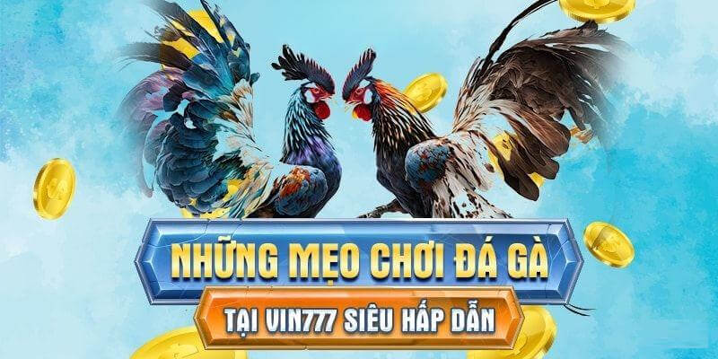 Mẹo đá gà Vin777 siêu đơn giản